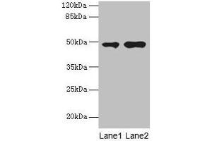 Western blot All lanes: CCNJL antibody at 3 μg/mL Lane 1: U251 whole cell lysate Lane 2: Mouse liver tissue Secondary Goat polyclonal to rabbit IgG at 1/10000 dilution Predicted band size: 49, 19 kDa Observed band size: 49 kDa (CCNJL Antikörper  (AA 315-435))