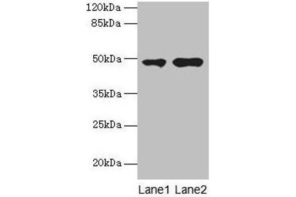 CCNJL Antikörper  (AA 315-435)