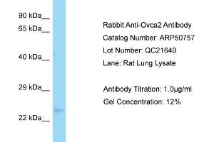 WB Suggested Anti-Ovca2 Antibody   Titration: 1. (OVCA2 Antikörper  (Middle Region))