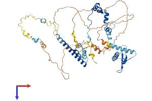 RAD21L1 Protein (AA 1-552) (His tag)