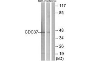 Western blot analysis of extracts from MCF-7/COS7 cells, using CDC37 (Ab-13) Antibody. (CDC37 Antikörper  (AA 1-50))