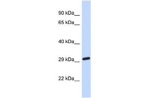 NAALAD2 antibody  (Middle Region)