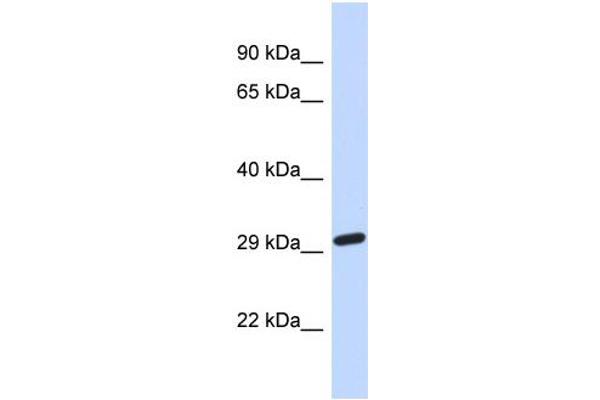 NAALAD2 Antikörper  (Middle Region)