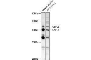 Western blot analysis of extracts of various cell lines, using USP18 antibody (ABIN7271145) at 1:1000 dilution. (USP18 Antikörper  (AA 200-300))