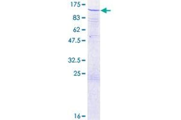 Cullin 3 Protein (CUL3) (AA 1-768) (GST tag)