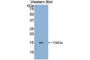 Western Blotting (WB) image for anti-Glycophorin A (GYPA) (AA 1-108) antibody (ABIN1859104) (CD235a/GYPA Antikörper  (AA 1-108))