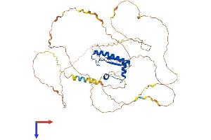 MEF2D Protein (AA 1-514) (His tag)