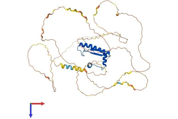 MEF2D Protein (AA 1-514) (His tag)
