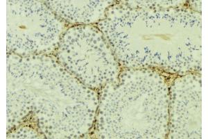 ABIN6277174 at 1/100 staining Mouse testis tissue by IHC-P. (TBP Antikörper  (N-Term))