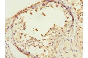 Immunohistochemistry of paraffin-embedded human testis tissue using ABIN7148495 at dilution of 1:100 (COPS3 Antikörper  (AA 194-423))