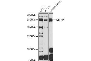 Western blot analysis of extracts of various cell lines, using IP antibody  at 1:1000 dilution. (MCAF1 Antikörper  (AA 525-725))
