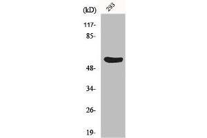 Western Blot analysis of 293 cells using Gasdermin C Polyclonal Antibody (MLZE Antikörper  (Internal Region))