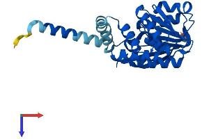 COMT Protein (AA 1-271) (His tag)