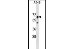 PTPN11 Antibody (ABIN659154 and ABIN2843774) western blot analysis in A549 cell line lysates (35 μg/lane).