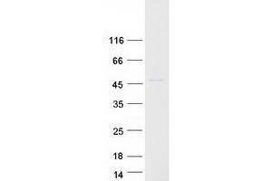Validation with Western Blot (MBNL1 Protein (Transcript Variant 1) (Myc-DYKDDDDK Tag))
