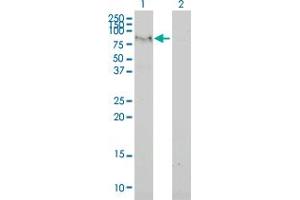 Western Blot analysis of C6orf32 expression in transfected 293T cell line by C6orf32 monoclonal antibody (M02), clone 2F6-1A11. (FAM65B Antikörper  (AA 1-591))