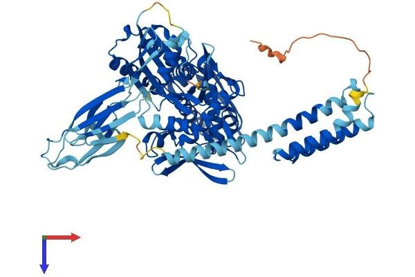 HSPA2 Protein (AA 1-639) (His tag)