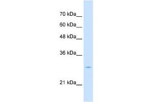 Tetraspanin 32 antibody used at 2. (TSPAN32 Antikörper  (Middle Region))