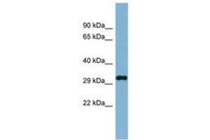 Image no. 1 for anti-DDRGK Domain Containing 1 (DDRGK1) (AA 35-84) antibody (ABIN6741873)