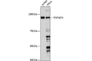 Western blot analysis of extracts of various cell lines, using TNF antibody (ABIN7271076) at 1:1000 dilution. (TNFAIP3 Antikörper)