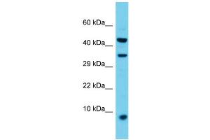 Host: Rabbit  Target Name: Vamp8  Sample Tissue: Rat Spleen lysates  Antibody Dilution: 1. (VAMP8 Antikörper  (Middle Region))