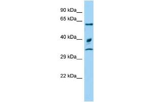 Host: Rabbit Target Name: Arih2 Sample Type: Rat Testis lysates Antibody Dilution: 1. (ARIH2 Antikörper  (C-Term))