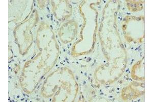 Immunohistochemistry of paraffin-embedded human kidney tissue using ABIN7176712 at dilution of 1:100
