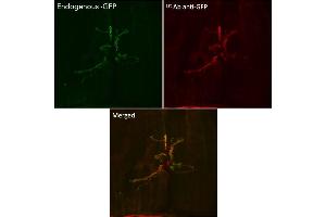 Immunofluorescence (IF) image for anti-Green Fluorescent Protein (GFP) antibody (ABIN1439998) (GFP Antikörper)