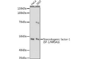 Western blot analysis of extracts of various cell lines, using Steroidogenic factor-1 (SF-1/NR5) antibody (657) at 1:1000 dilution. (NR5A1 Antikörper  (AA 1-120))