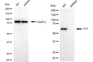 Western blotting analysis using YY1 antibody (ABIN7800886).