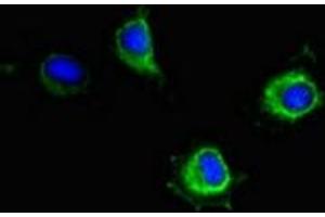 Immunofluorescent analysis of Hela cells using ABIN7169145 at dilution of 1:100 and Alexa Fluor 488-congugated AffiniPure Goat Anti-Rabbit IgG(H+L) (PIM2 Antikörper  (AA 1-210))