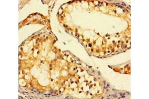 Immunohistochemistry of paraffin-embedded human testis tissue using ABIN7149862 at dilution of 1:100 (SAT1 Antikörper  (AA 5-171))