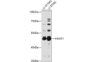 Western blot analysis of extracts of various cell lines, using HS6ST1 antibody (ABIN7267614) at 1:1000 dilution. (HS6ST1 Antikörper  (AA 302-411))