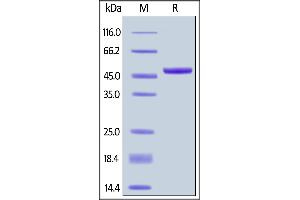 SDS-PAGE (SDS) image for Tumor Necrosis Factor (Ligand) Superfamily, Member 13 (TNFSF13) (AA 105-250) (Active) protein (Fc Tag,AVI tag,Biotin) (ABIN6731326)