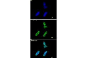 Histone H3 acetyl Lys9 antibody tested by immunofluorescence. (Histone 3 Antikörper  (H3K9ac))