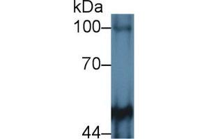 Western Blot; Sample: Mouse Cerebrum lysate; Primary Ab: 2µg/mL Rabbit Anti-Human PTPRM Antibody Second Ab: 0. (PTPRM Antikörper  (AA 1197-1403))