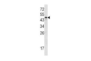 Western blot analysis of SERPINA7 Antibody in MDA-MB231 cell line lysates (35ug/lane) (SERPINA7 Antikörper  (C-Term))