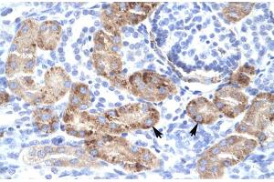 Human kidney (DMRTA2 Antikörper  (C-Term))