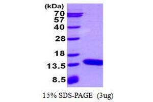 Image no. 1 for S100 Calcium Binding Protein A3 (S100A3) protein (His tag) (ABIN1098352)