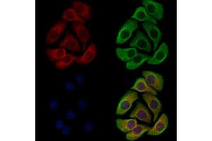 ABIN7094662 and ABIN7098713 staining Hela cells by IF/ICC. (KCNK10 Antikörper  (C-Term))