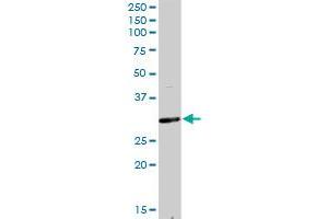 F11R MaxPab rabbit polyclonal antibody. (F11R Antikörper  (AA 1-299))