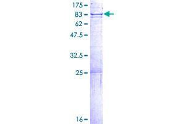 DCLRE1B Protein (AA 1-532) (GST tag)