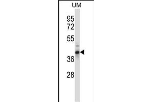 OAF Antikörper  (N-Term)