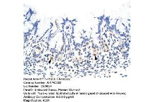 Rabbit Anti-HNRNPA1L2 Antibody  Paraffin Embedded Tissue: Human Stomach Cellular Data: Epithelial cells of fundic gland Antibody Concentration: 4. (HNRNPA1L2 Antikörper  (N-Term))