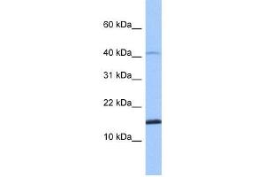SPAG11B antibody used at 1 ug/ml to detect target protein. (SPAG11B Antikörper  (N-Term))