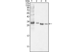 Western blot analysis using BCL10 antibody against NIH/3T3 (1), Hela (2), MCF-7 (3) and Jurkat (4) cell lysate. (BCL10 Antikörper)