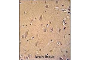 GCC2 antibody (C-term) (ABIN654156 and ABIN2844023) immunohistochemistry analysis in formalin fixed and paraffin embedded human brain tissue followed by peroxidase conjugation of the secondary antibody and DAB staining. (GCC2 Antikörper  (C-Term))