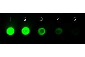 Dot Blot of Goat anti-Mouse IgG Antibody DyLight 800 Conjugated. (Ziege anti-Maus IgG (Heavy & Light Chain) Antikörper (DyLight 800) - Preadsorbed)