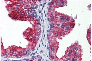Anti-CYB5A / Cytochrome b5 antibody IHC staining of human prostate. (CYB5A Antikörper  (AA 1-135))