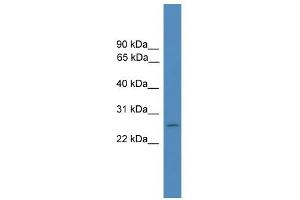 WB Suggested Anti-FOLR4 Antibody Titration: 0. (Folate Receptor 4 Antikörper  (Middle Region))